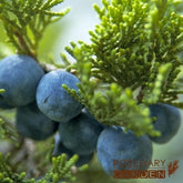 Organic Juniper Berry essential oil